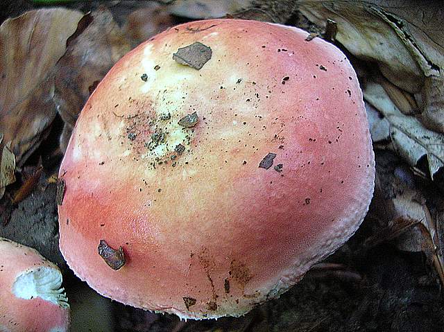 La Flora fungina negli aspetti microclimatici subtropicali